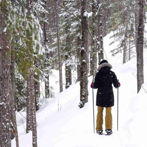 snowshoe-tioga-trails